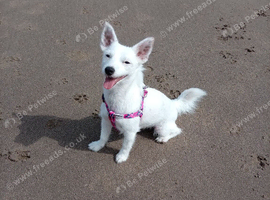 Female Jack Russell x Pomeranian