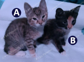 Two Girl Kittens &ndash; Serious Inquiries Only