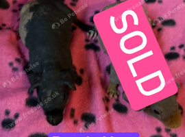 Skinny Pig Sows
