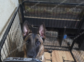 A female Belgian malious
