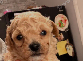 Any poodle cross breed