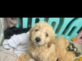 F1 mini golden doodles 3 available