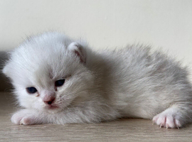 GCCF Registered Silver British Shorthair Kittens