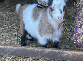 Pygmy goat and twin kids
