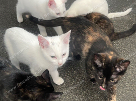 Beautiful kittens