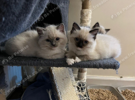 GCCF Ragdoll Kittens
