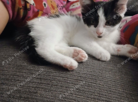 2 gorgeous kittens left
