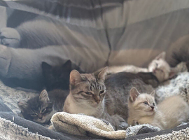 3 beautiful kittens for sale