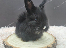 English Angora Babies