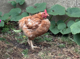 Chicken