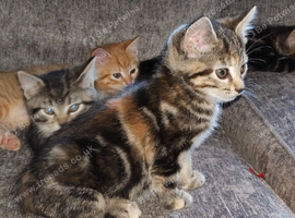 3 kittens for sale