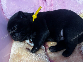 KC reg pug puppies