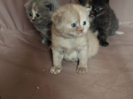 Rare chimera cinnamon and cream kitten and a blue and black tortie