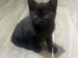 4 kittens looking home