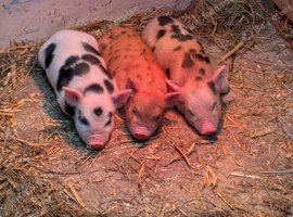 Kune X piglets