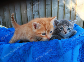 Beautiful kittens available
