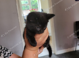 8 weeks old kittens