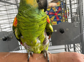 Hand tame blue front Amazon