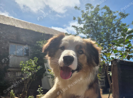 Gorgeous Sable Pure breed Collie