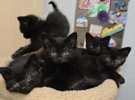 British Shorthair Mix Maincoon Kittens