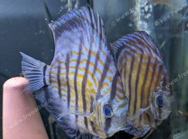Discus - Breeding pair