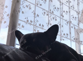 French bulldog
