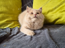 cream longhair