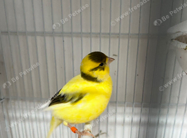 I have some pairs of canaries for sale