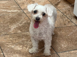 Bichon frise female 4 years