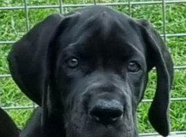 Quality KC Great dane puppies
