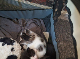 Fluffy kitties ...please look at us