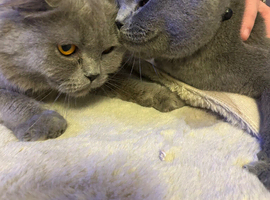 Male And Female British Shorthair