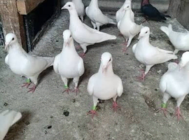 Wanted pure white racing pigeons