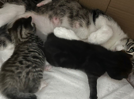 Adorable kittens for sale