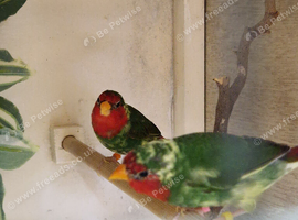 2 pair of redfaced pied  parrot finch for sale.