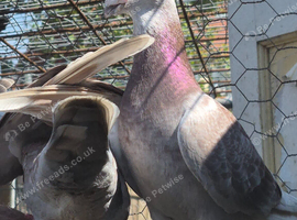 Coloured racing pigeons