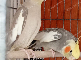 Cockatiel pair