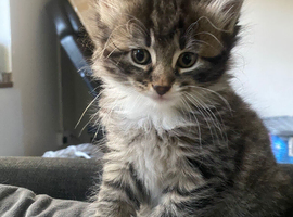 5 stunning bengals READY NOW
