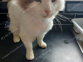 Ragdoll male