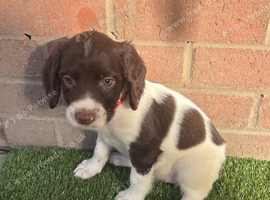Springer spaniel puppies