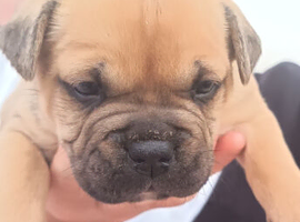 Shar Pei cross frenche staff bulldogs