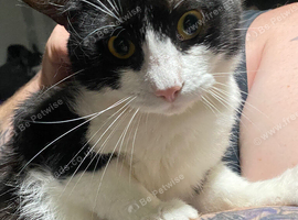 2 boy cats FREE