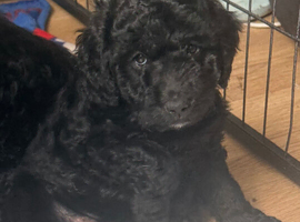 Mixed litter of goldendoodle