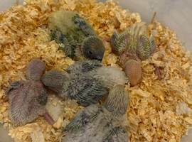 Baby Lovebird ready for reserving