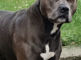 Blue Staffordshire bull terrier for stud