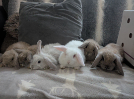 Mini lops for sale