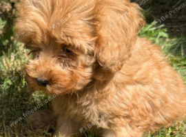 Cockapoo puppies