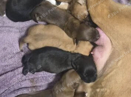 Labrador x Staff x Springer Spaniel Male Puppy