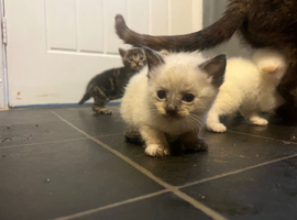 Kittens for sale