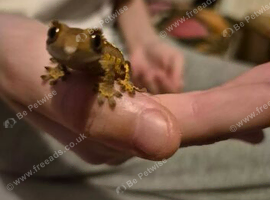 Baby crested geckos with starter set up